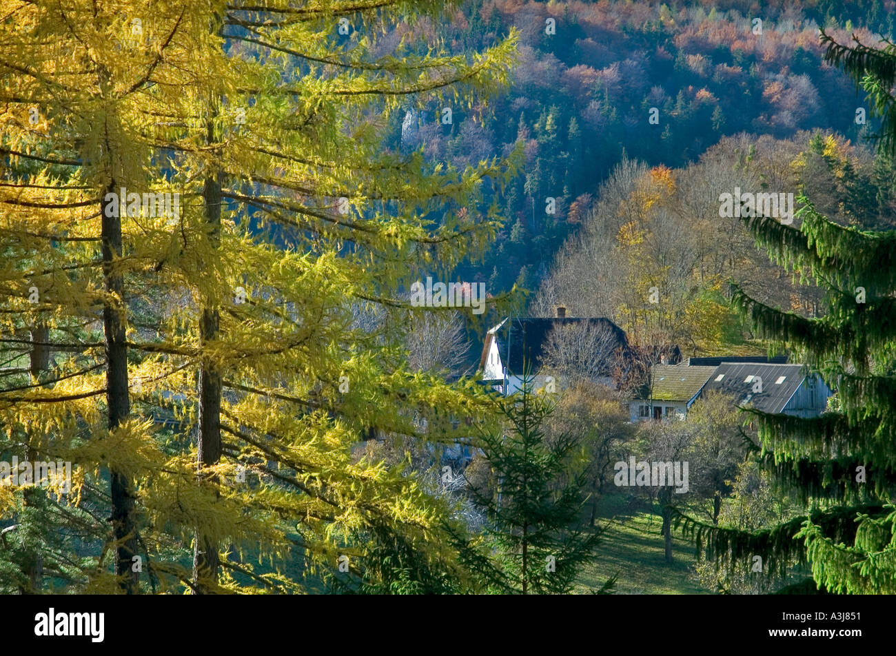 Larix Fall fall foliage of a larch larix europaea and a farmhouse Lower Austria ...