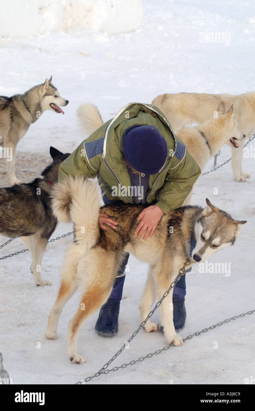sled dogs at the sled dog race in Krungl near Bad Mitterndorf Styria