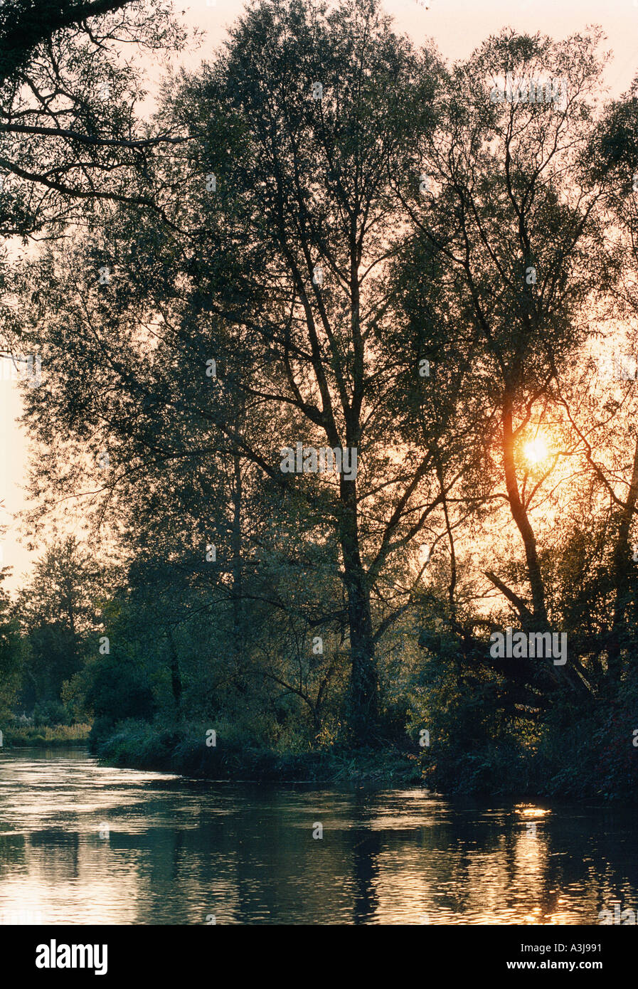 Willow trees water hi-res stock photography and images - Alamy