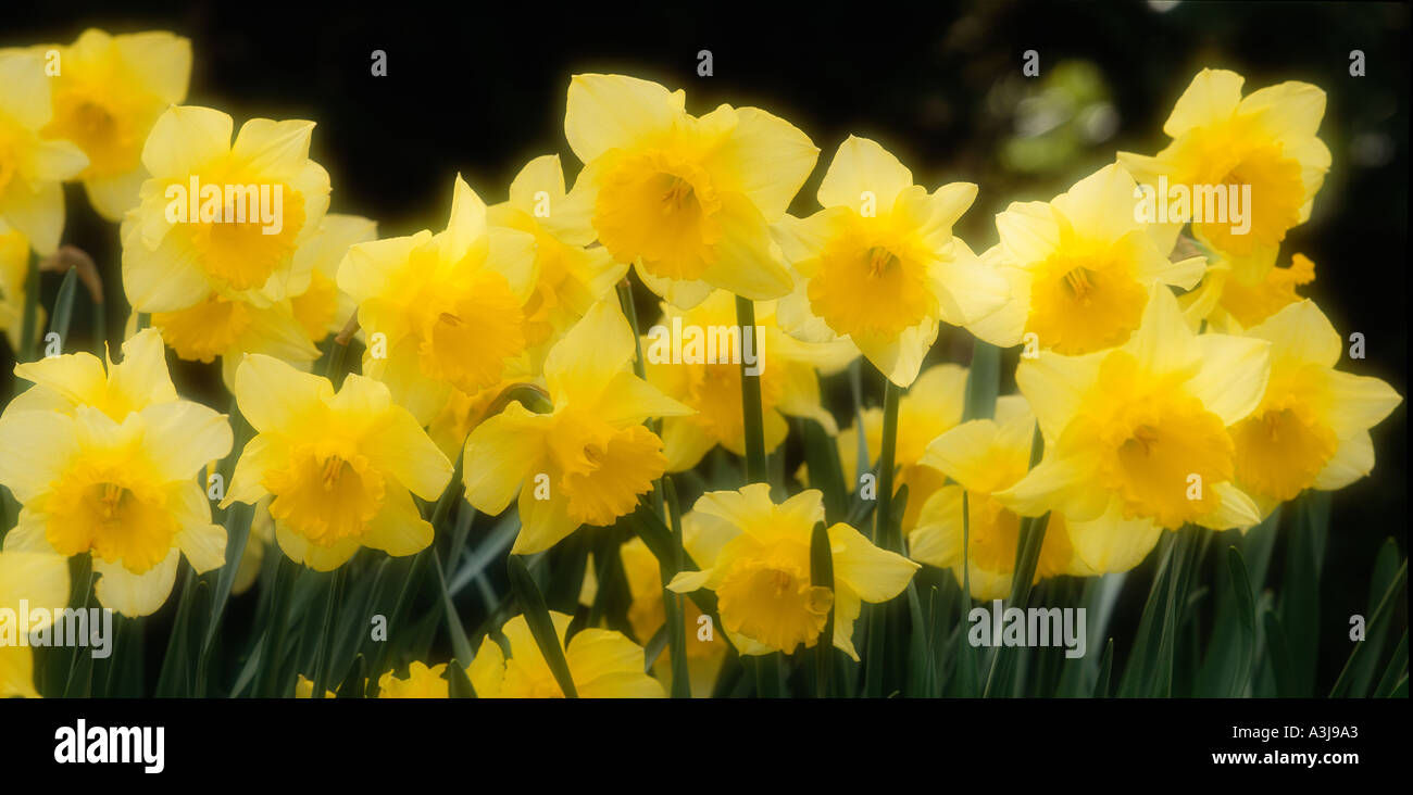 Cheerful golden yellow spring flowers hi-res stock photography and ...