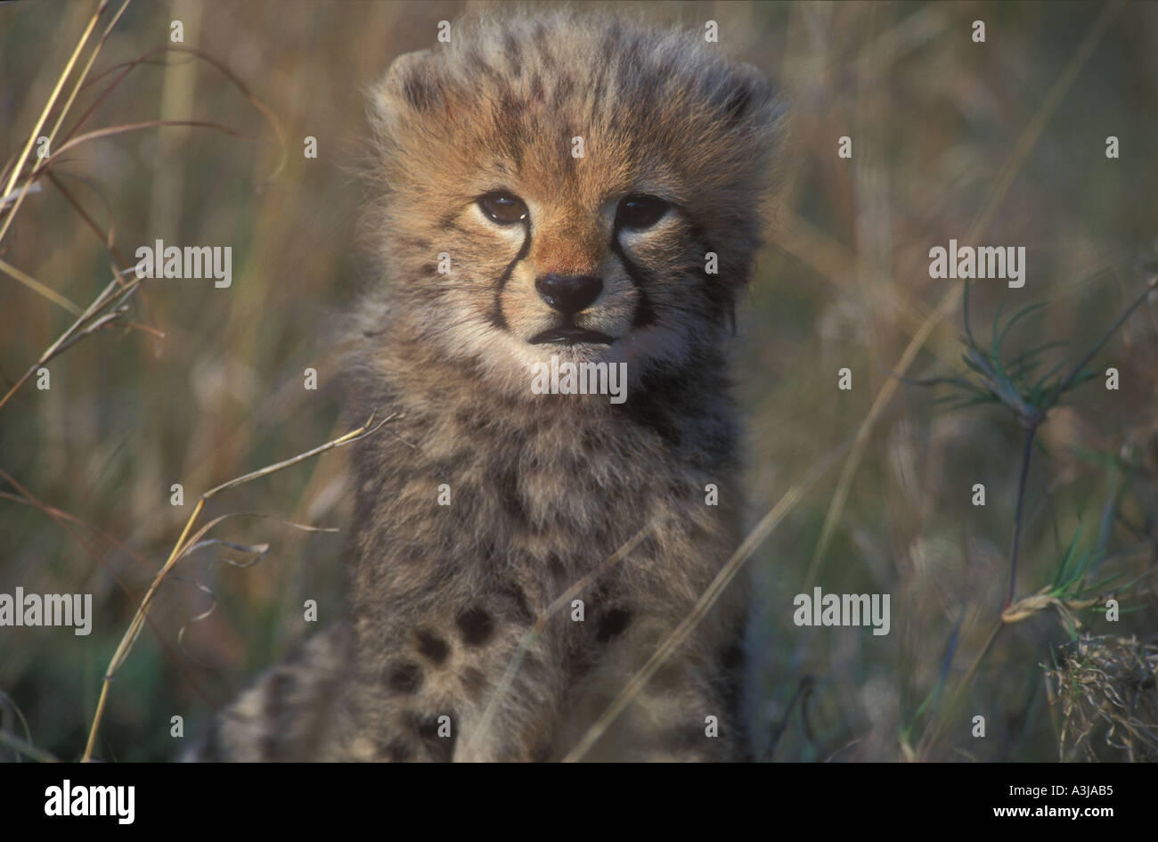 Cheetah cub (Acynonyx jubatus) in grass Stock Photo