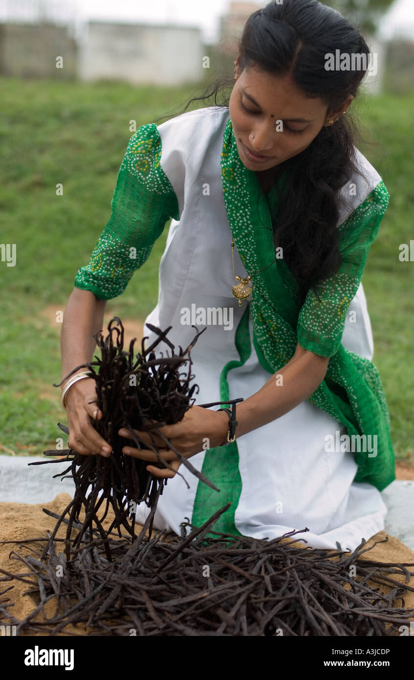 Women sorting cured vanilla beans Stock Photo Alamy