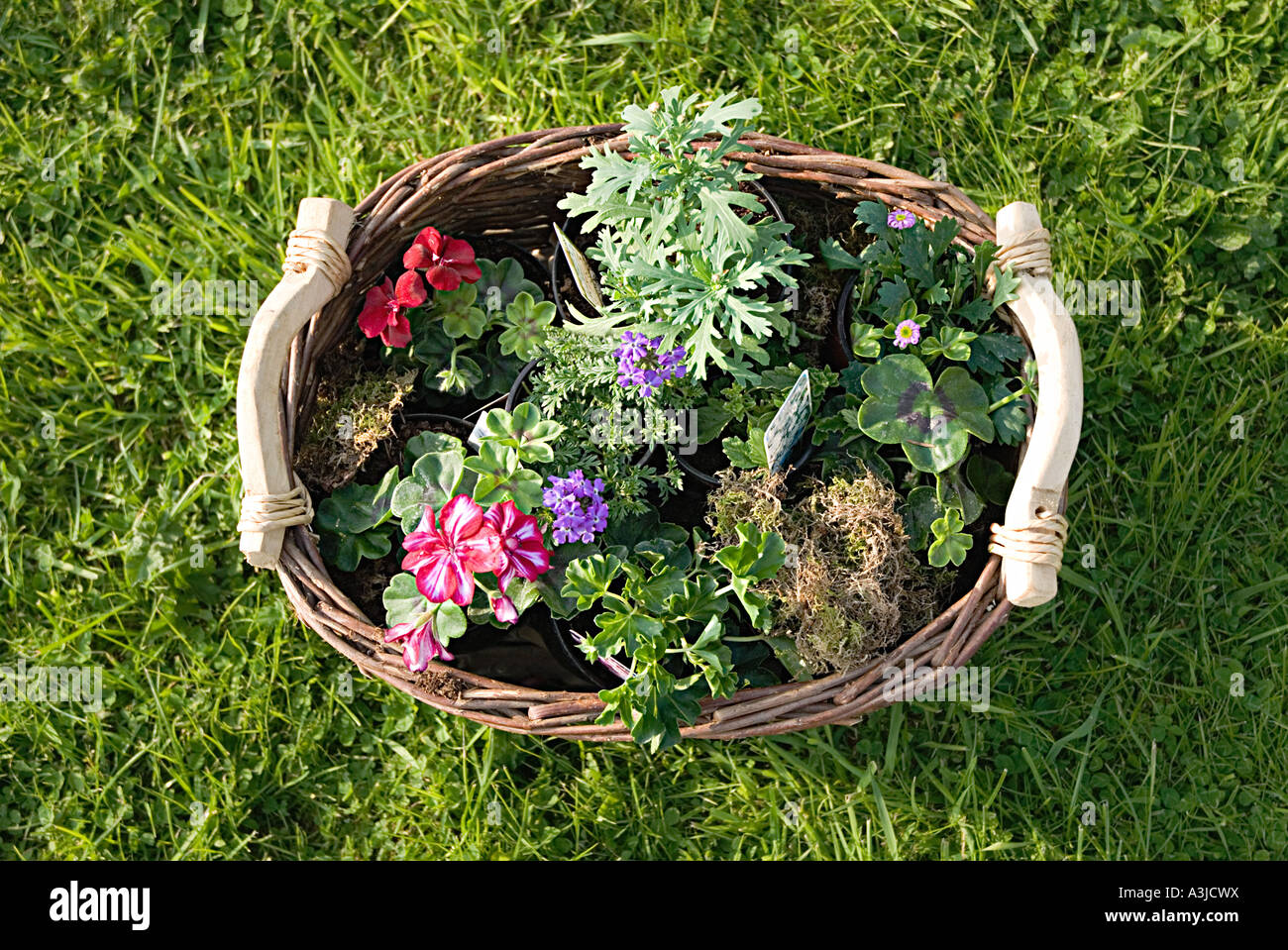 Basket of plants Stock Photo Alamy