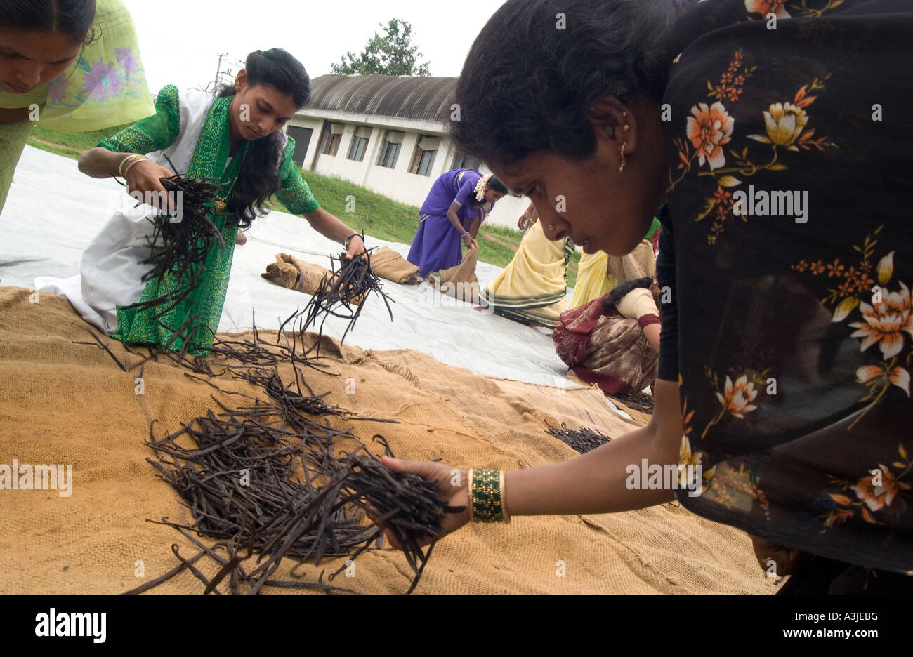 Women sorting through cured vanilla beans before the beans are processed Stock Photo