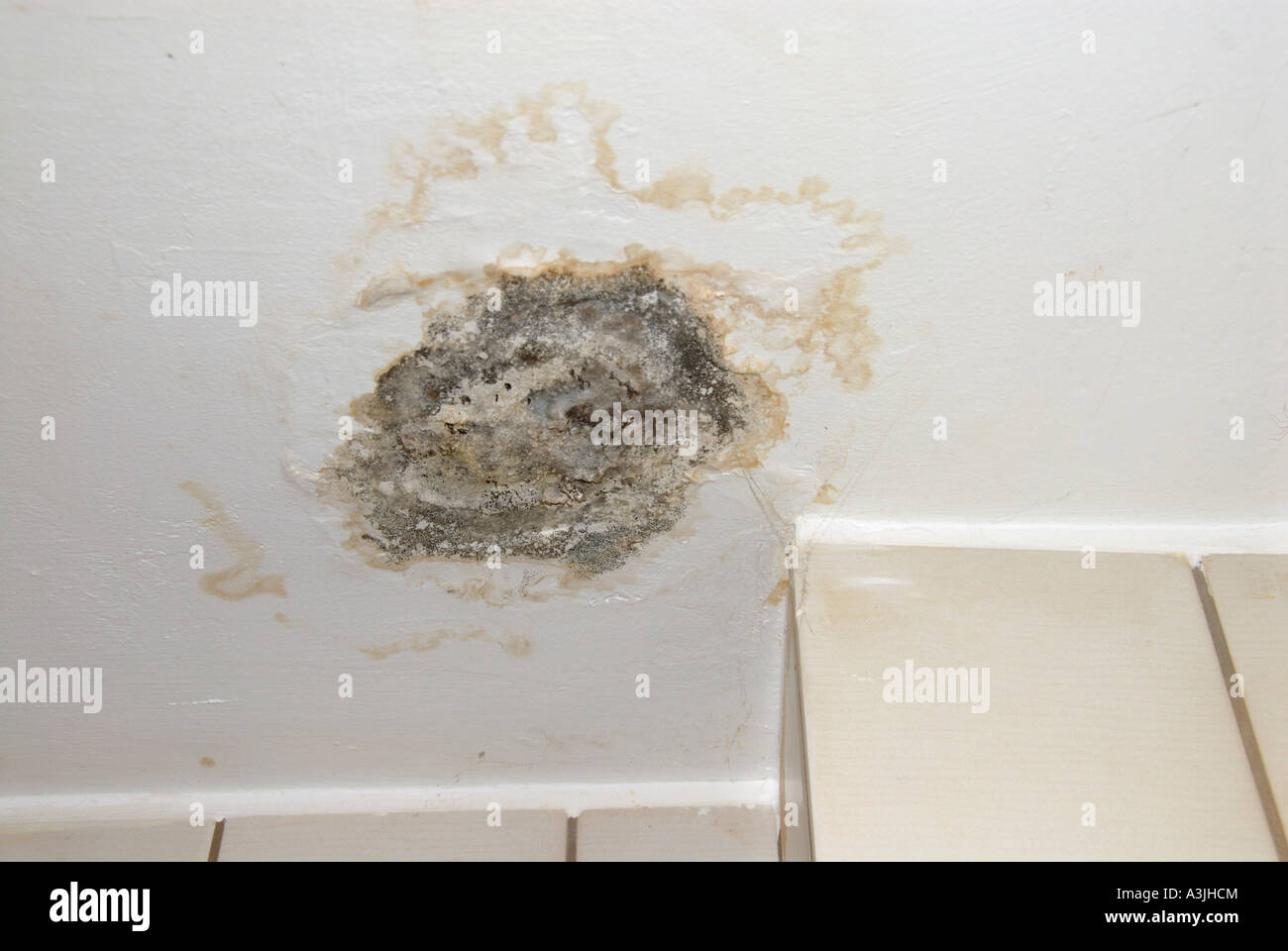 mold on the ceiling in a bathroom. Stock Photo