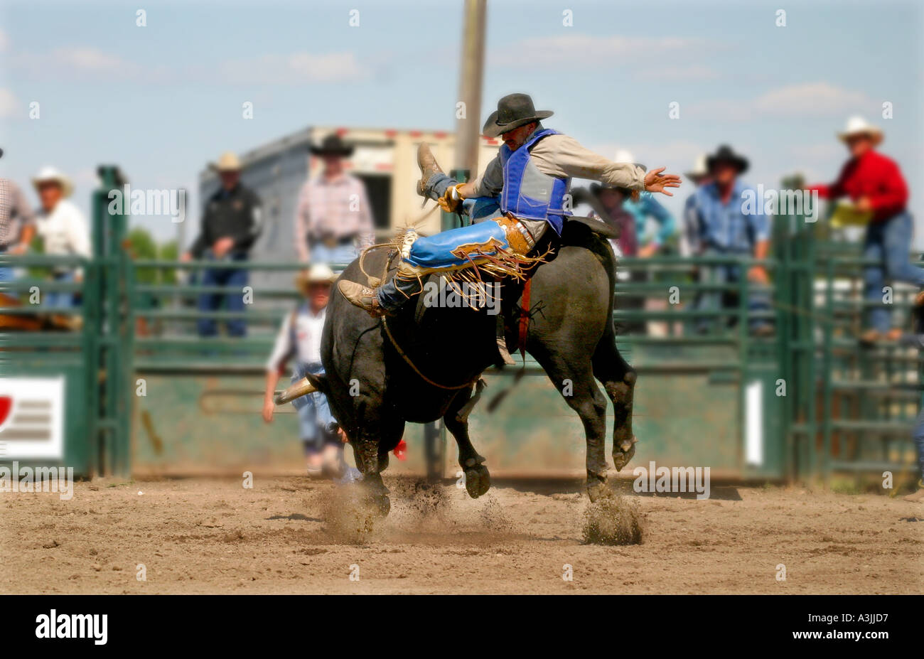 Rodeo Alberta Canada Bull Riding Stock Photo Alamy