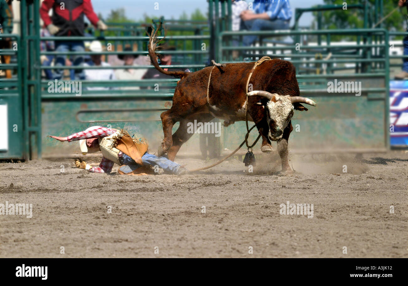 Canadian Rodeo Bulls Rodeo Alberta Canada Bull Riding Stock Photo - Alamy