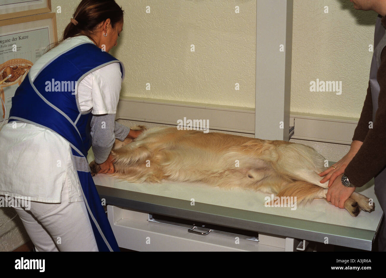 veterinary: Golden Retriever dog - having a  X-ray Stock Photo