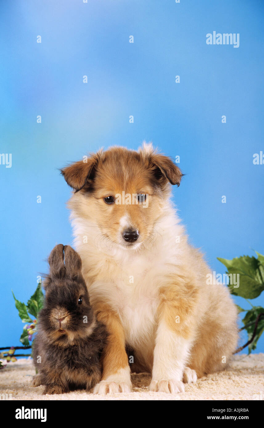 animal-friendship : Collie dog puppy with young rabbit Stock Photo
