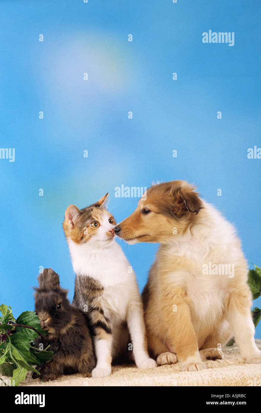 animal-friendship : Collie dog puppy with young domestic cat and young ...