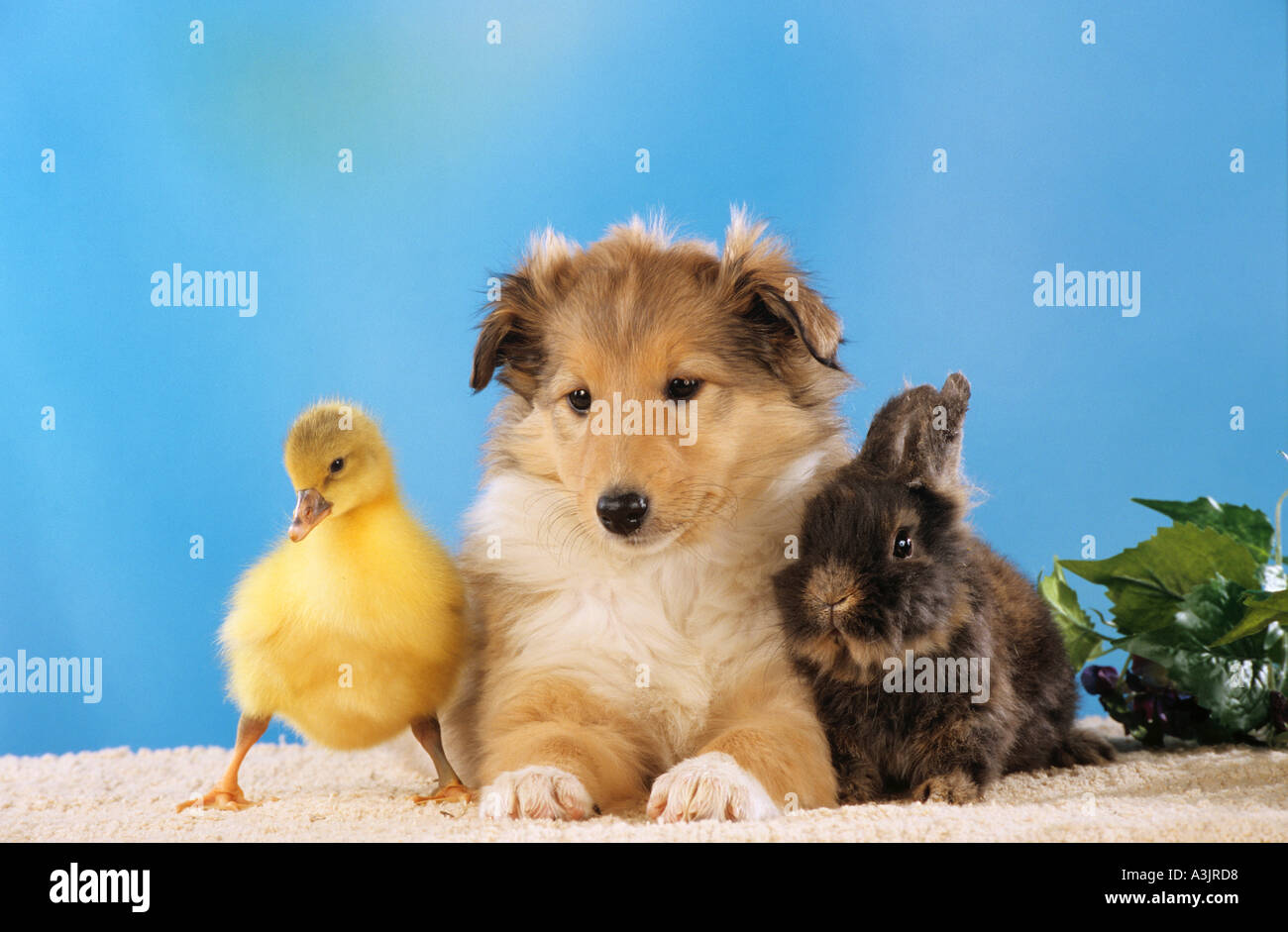 animal friendship : Collie dog puppy with duckling and rabbit Stock Photo