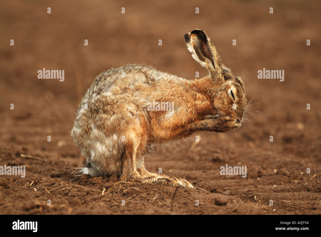 European hare / Lepus europaeus Stock Photo