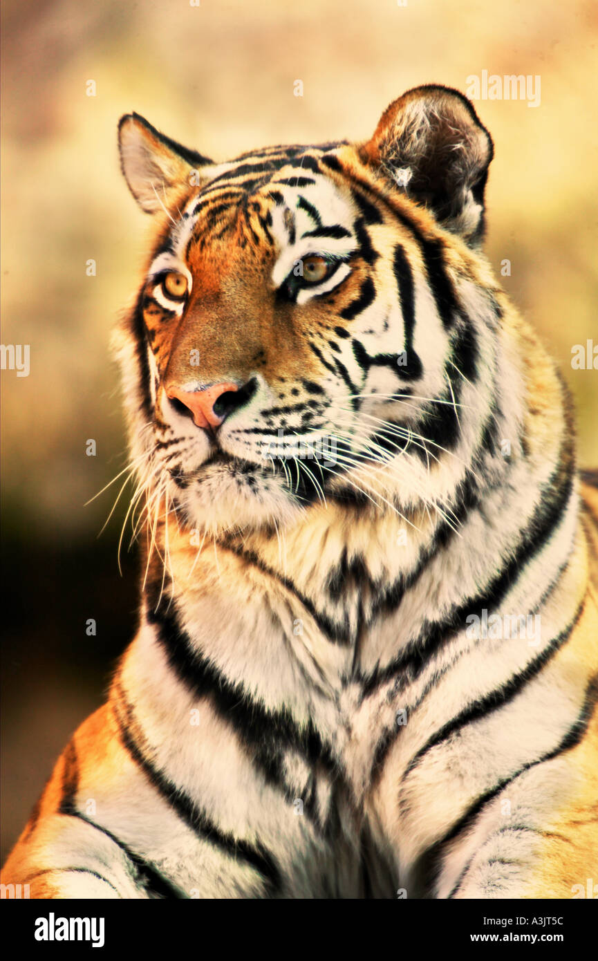 Sibirian tiger - portrait / Panthera tigris Stock Photo
