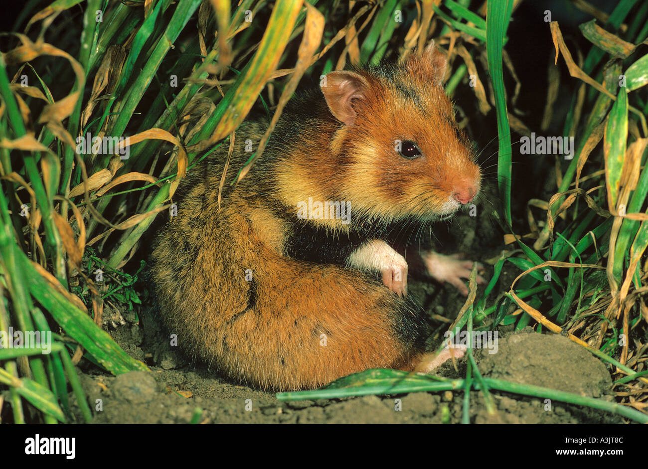 Common hamster / Cricetus cricetus Stock Photo