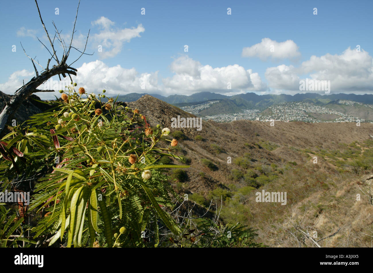 diamond head view point Stock Photo - Alamy