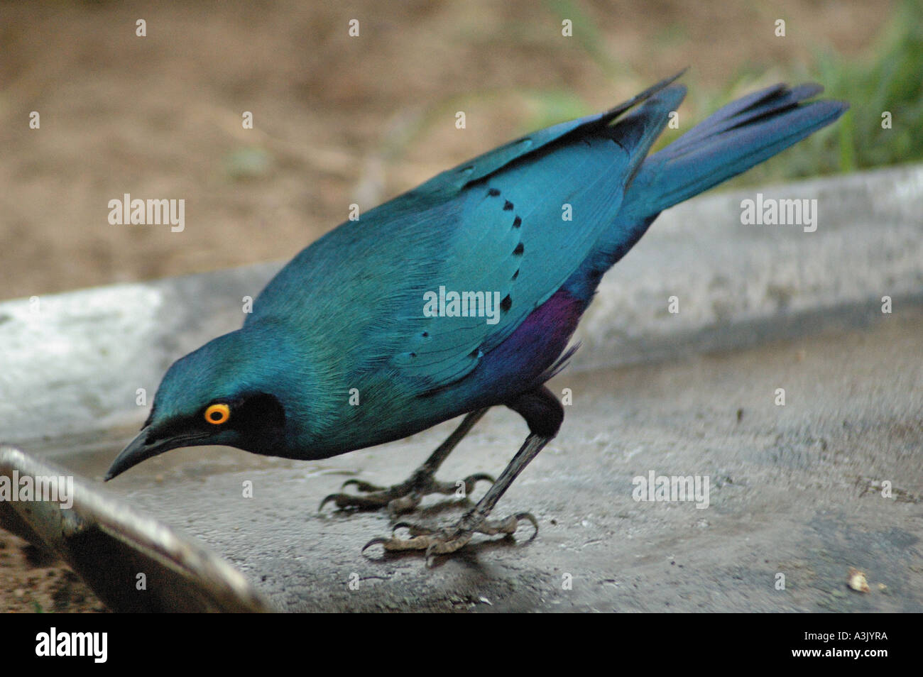 Cape Glossy Starling (Lamprotornis nitens), Kruger National Park, South Africa. Stock Photo