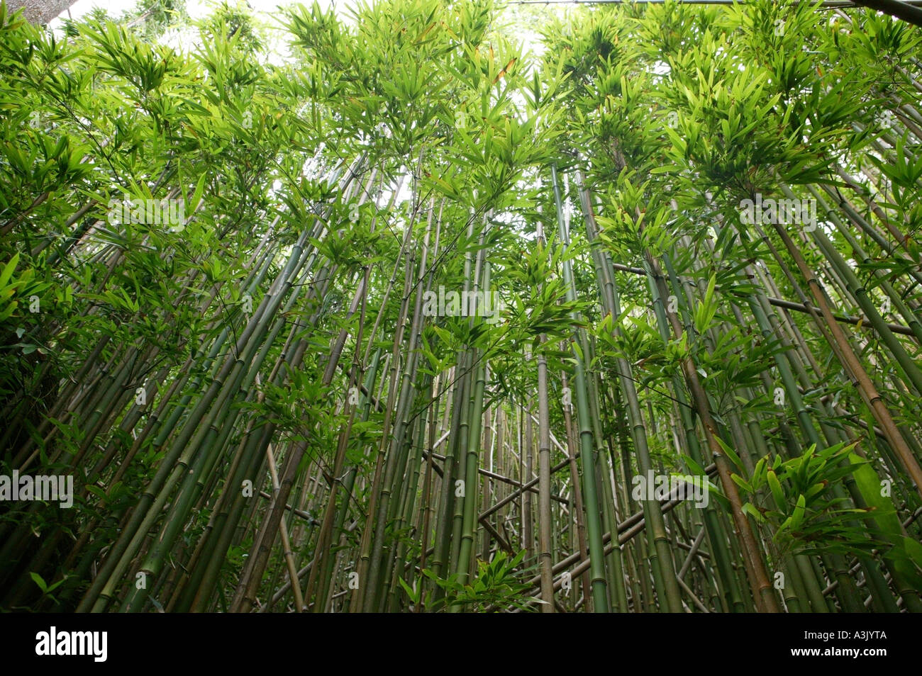 Bamboo Tree Tops Hi res Stock Photography And Images Alamy