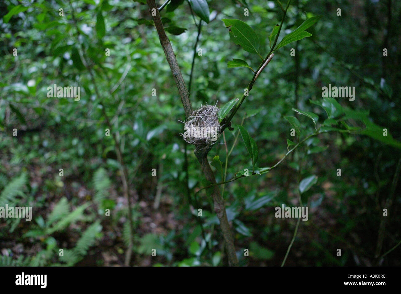 empty tiny birds nest in forest on oahu hawaii Stock Photo Alamy