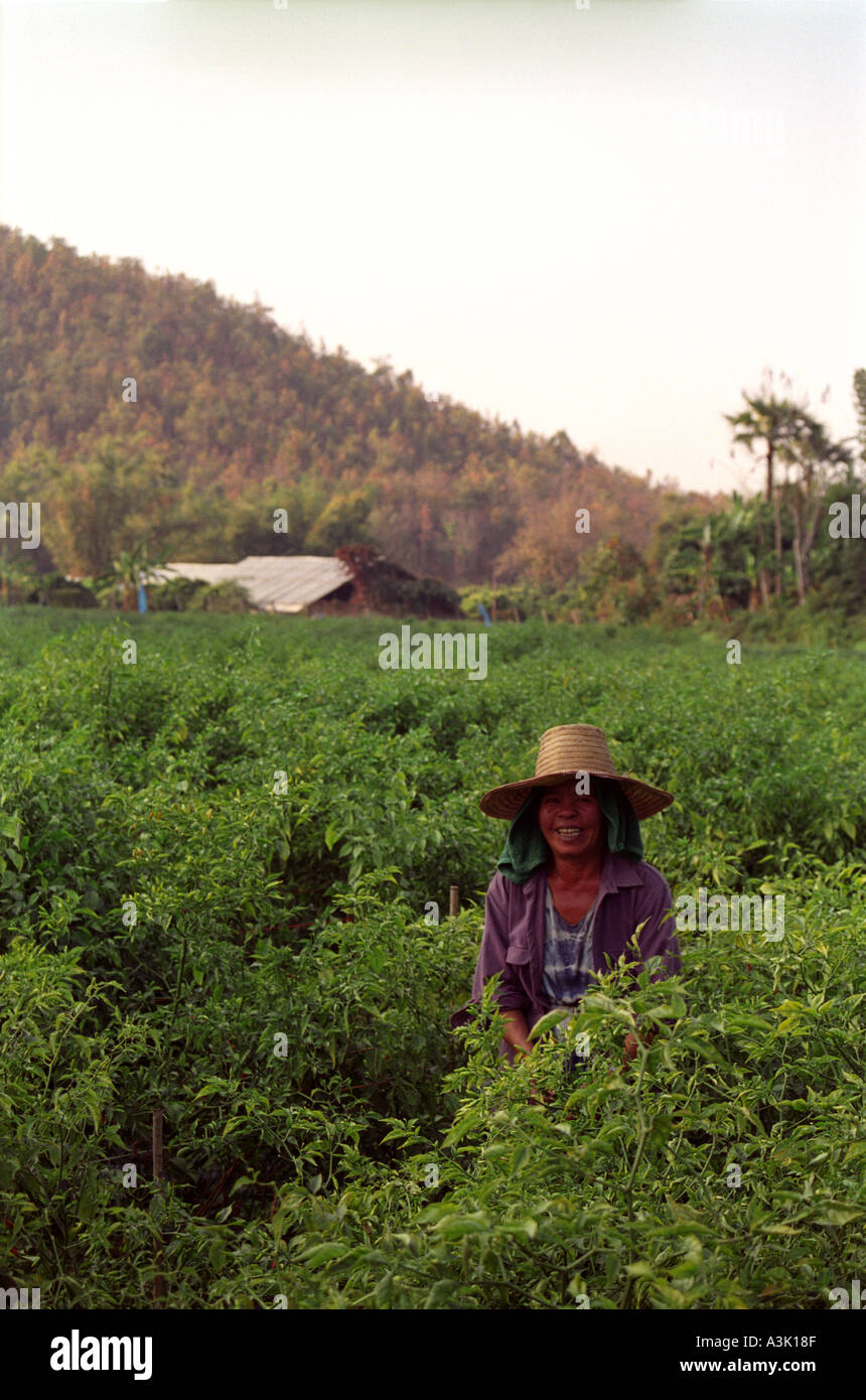 Worker in Chiang Mai Stock Photo - Alamy