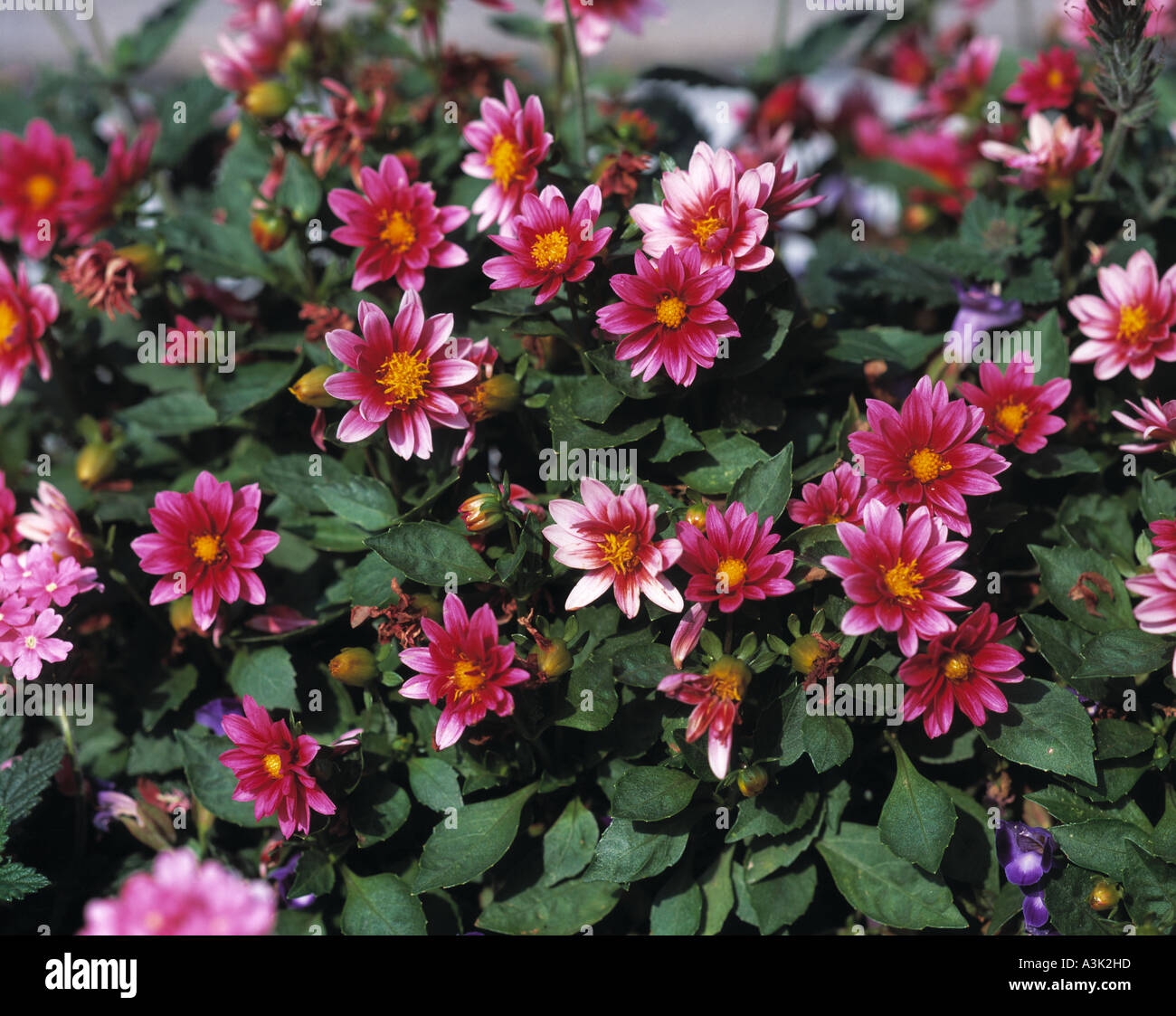 Dahlia x hortensis hires stock photography and images Alamy