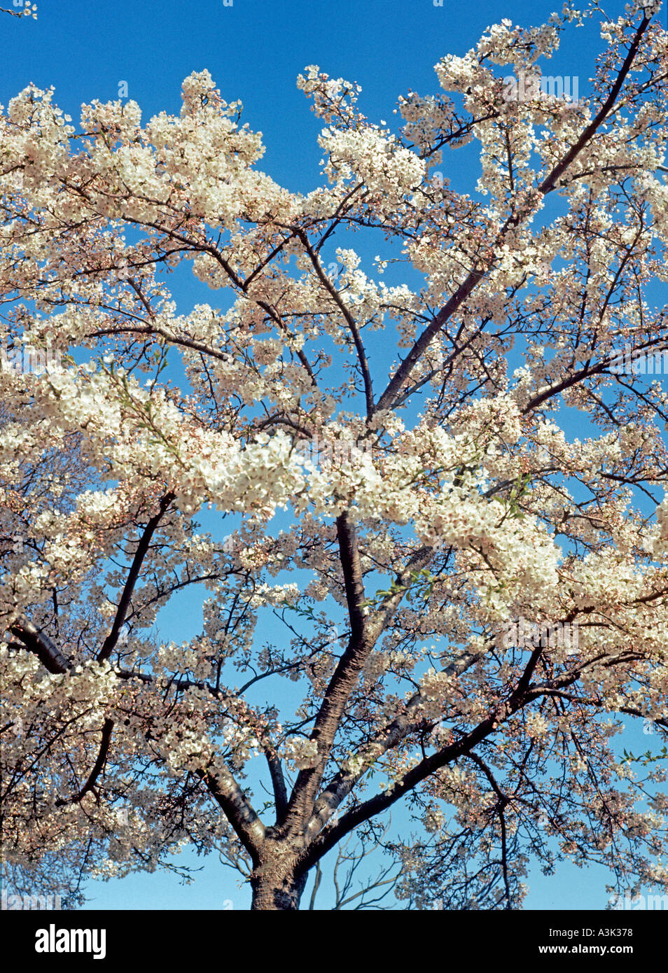Spring time in new england hi-res stock photography and images - Alamy