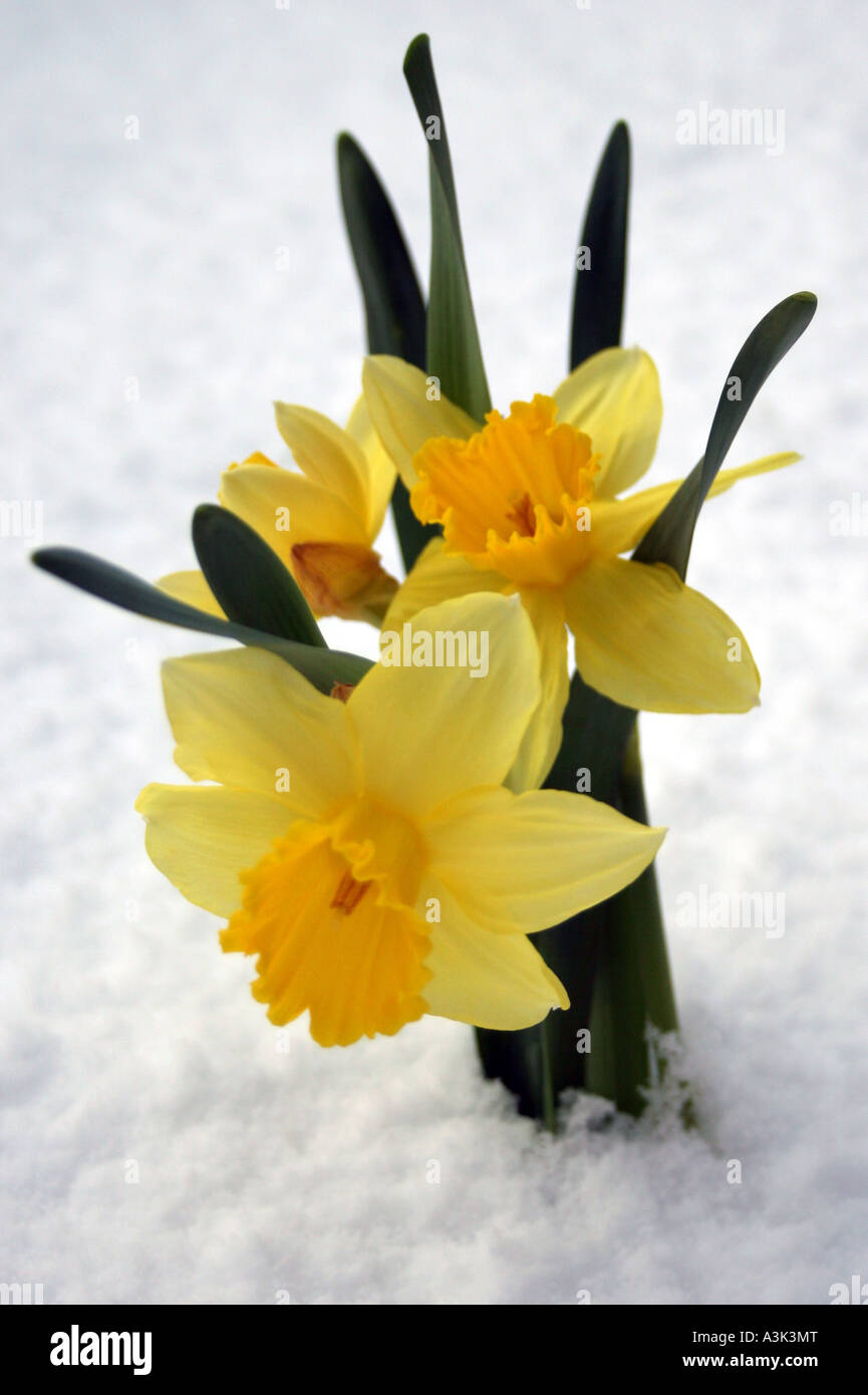 Daffodils in the snow Stock Photo Alamy