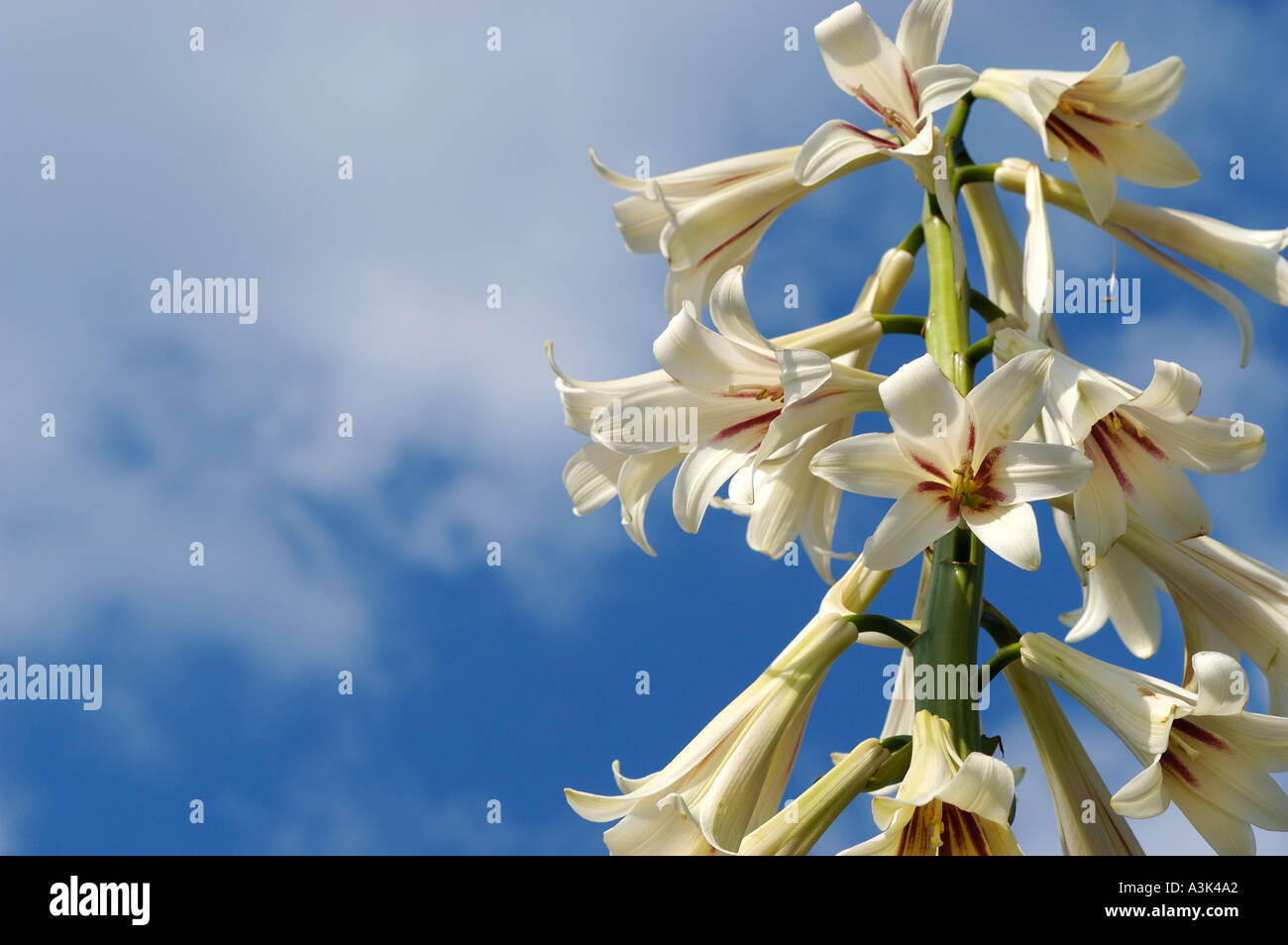 Cardiocrinum giganteum giant himalayan lily Stock Photo