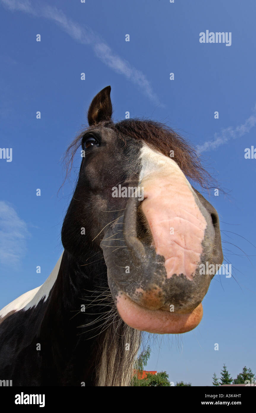 Irish Tinker Pony Stock Photo - Alamy