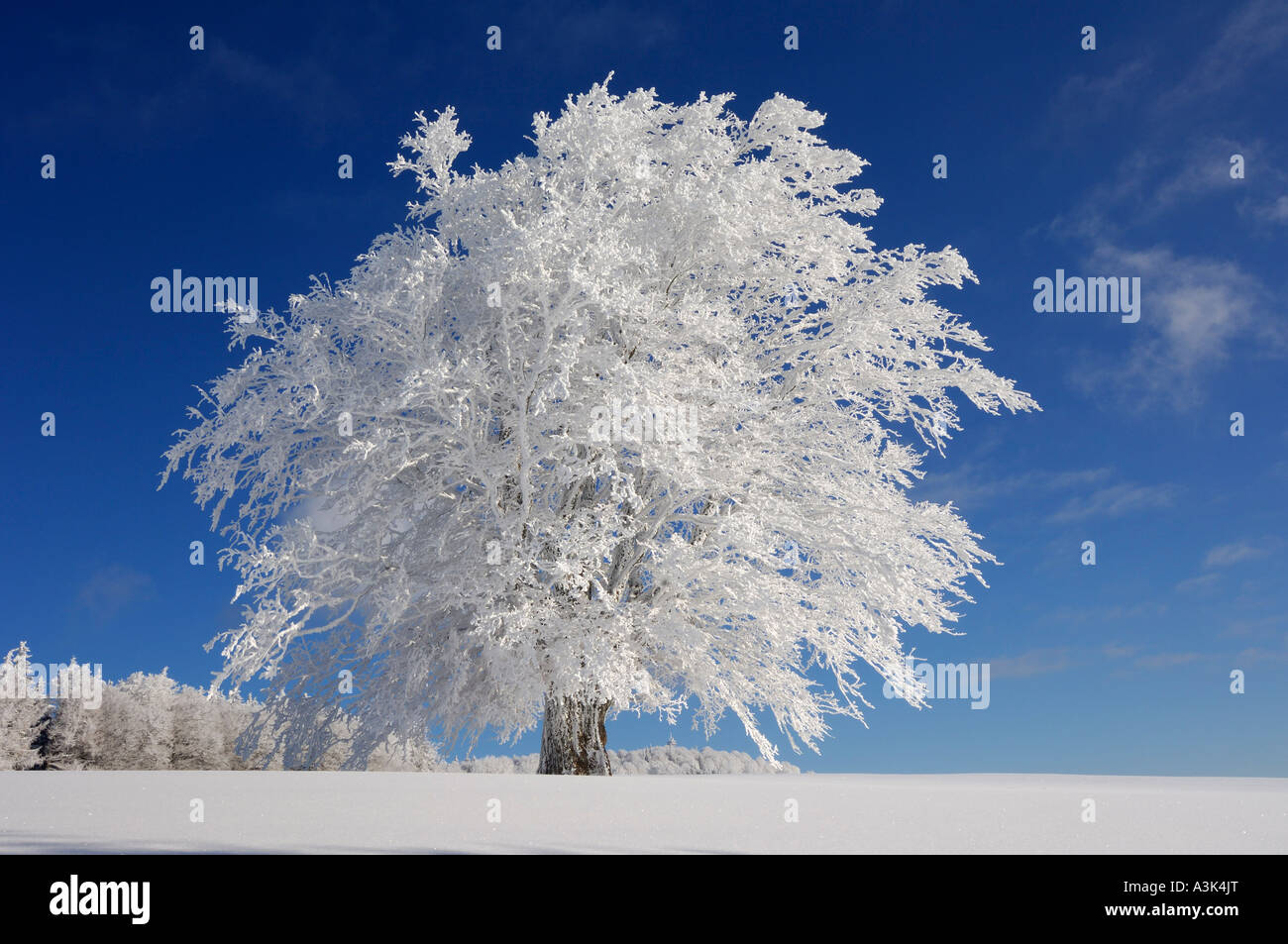 Snow Covered Beech Tree, Black Forest, Baden-Wurttemberg, Germany Stock Photo
