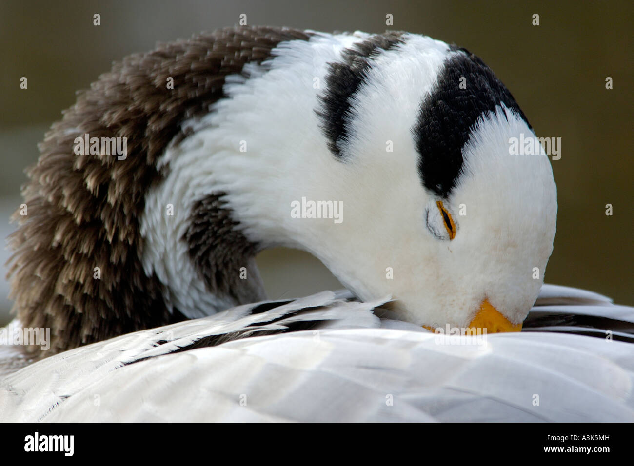 Close up intimate portrait of a Bar headed Goose Anser indicus with its head buried into its feathers and eyes closed Stock Photo