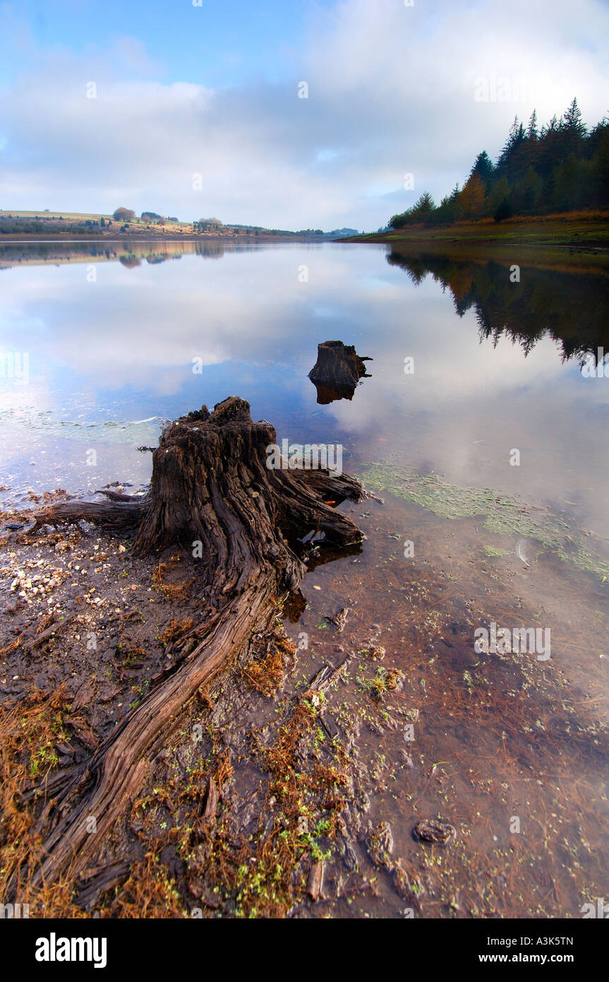 Exposed tree trunk and roots at Fernworthy Reservoir showing low water levels Stock Photo