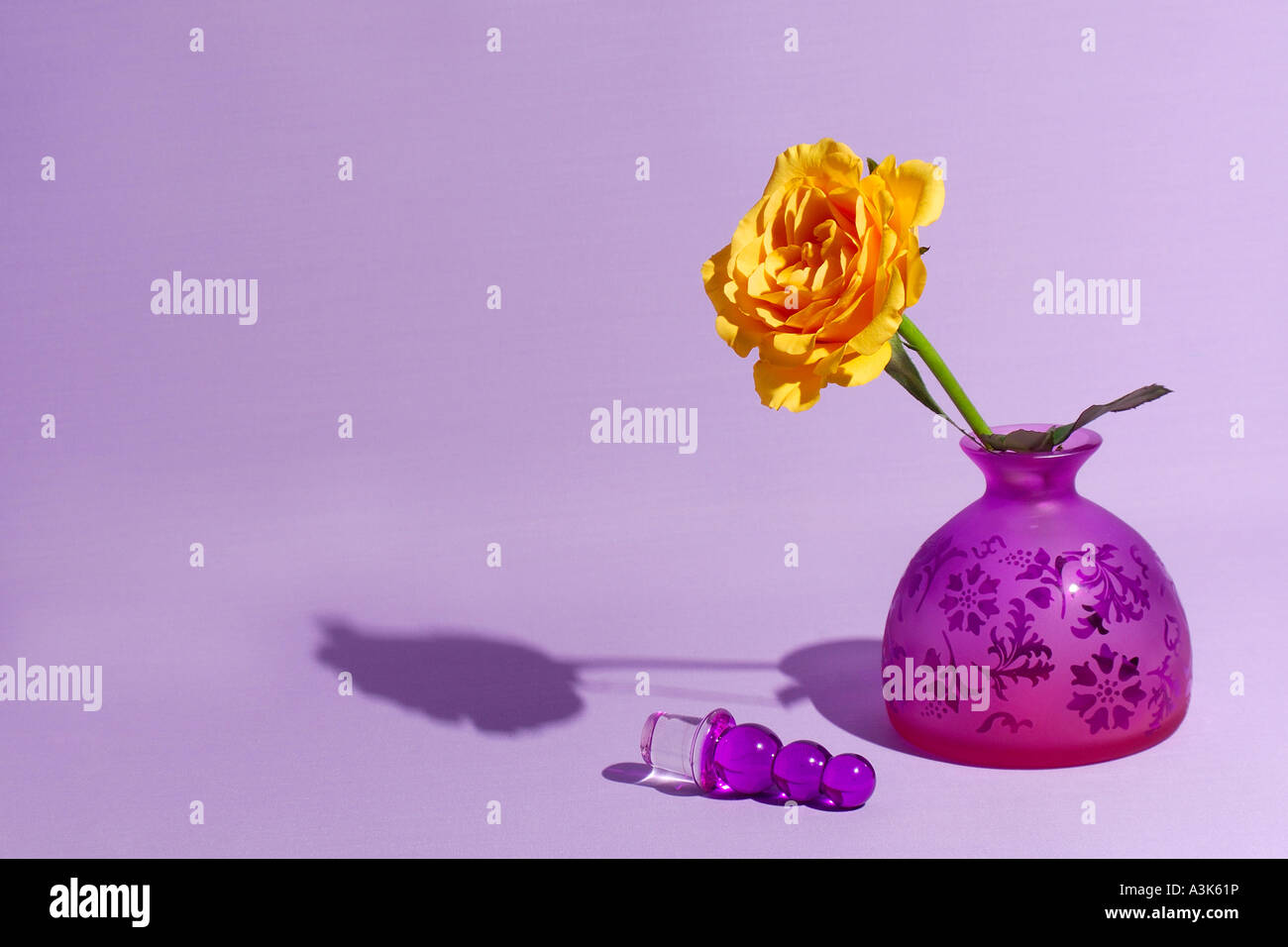 Single yellow rose stem in a purple perfume bottle on a plain pale