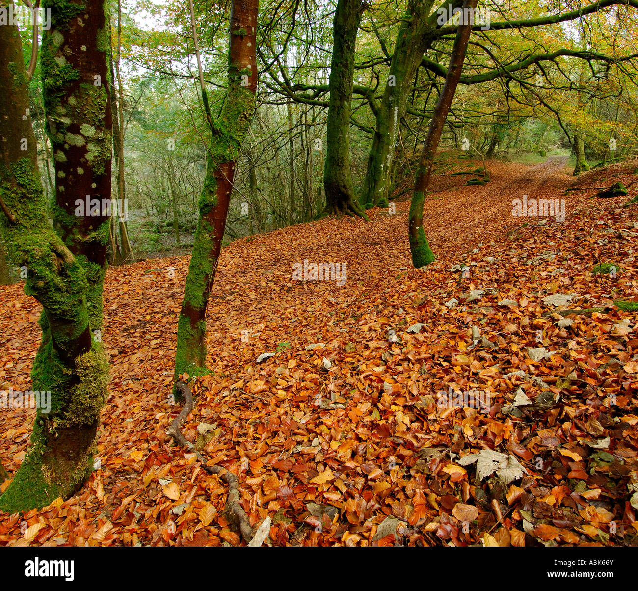 Track through autumnal woodland scene with golden brown fallen leaves and partially bare trees covered in vivid green lichen Stock Photo