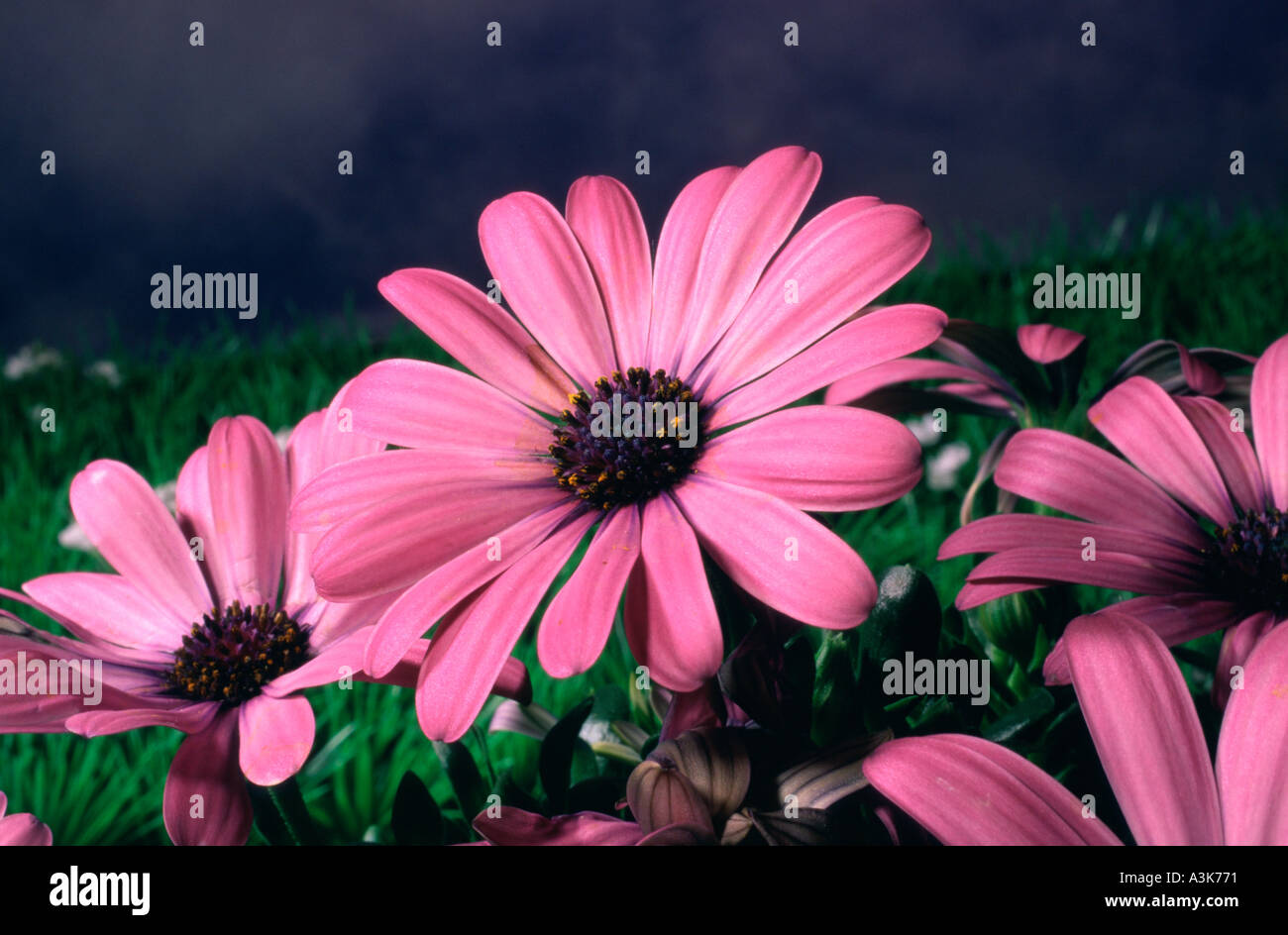 Bornholmer margerite hires stock photography and images Alamy