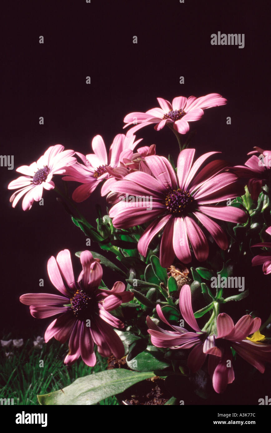 Bornholmer margerite hires stock photography and images Alamy