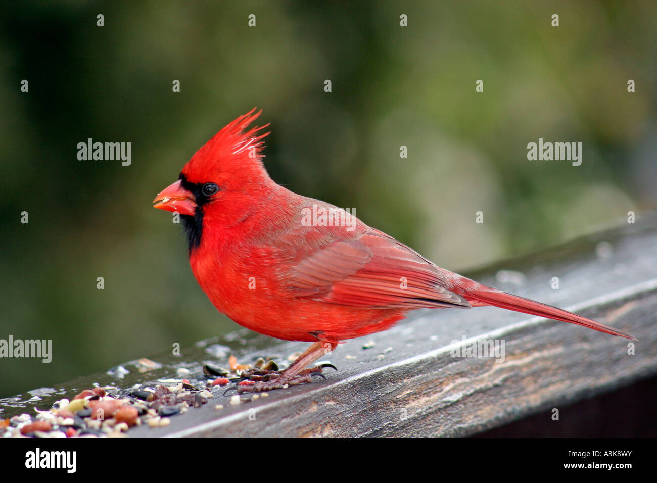 Cardinal male eating fruits and nuts on railing Stock Photo - Alamy