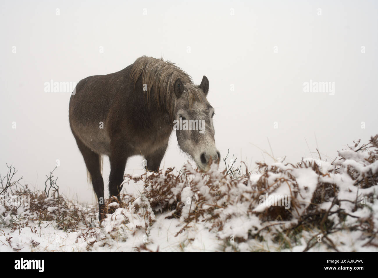 Pony in snow Dartmoor UK Stock Photo Alamy