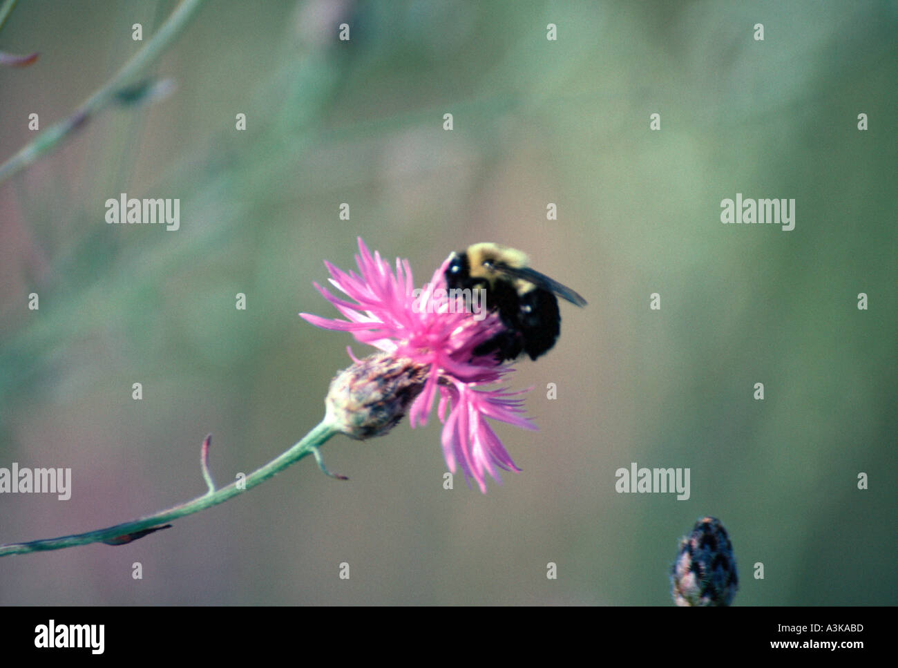 American Bumblebee on Spotted Knapweed Blossom Stock Photo