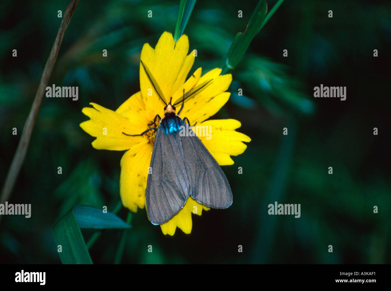 Virginia Ctenuchid Moth on Coreopsis Blossom Stock Photo - Alamy