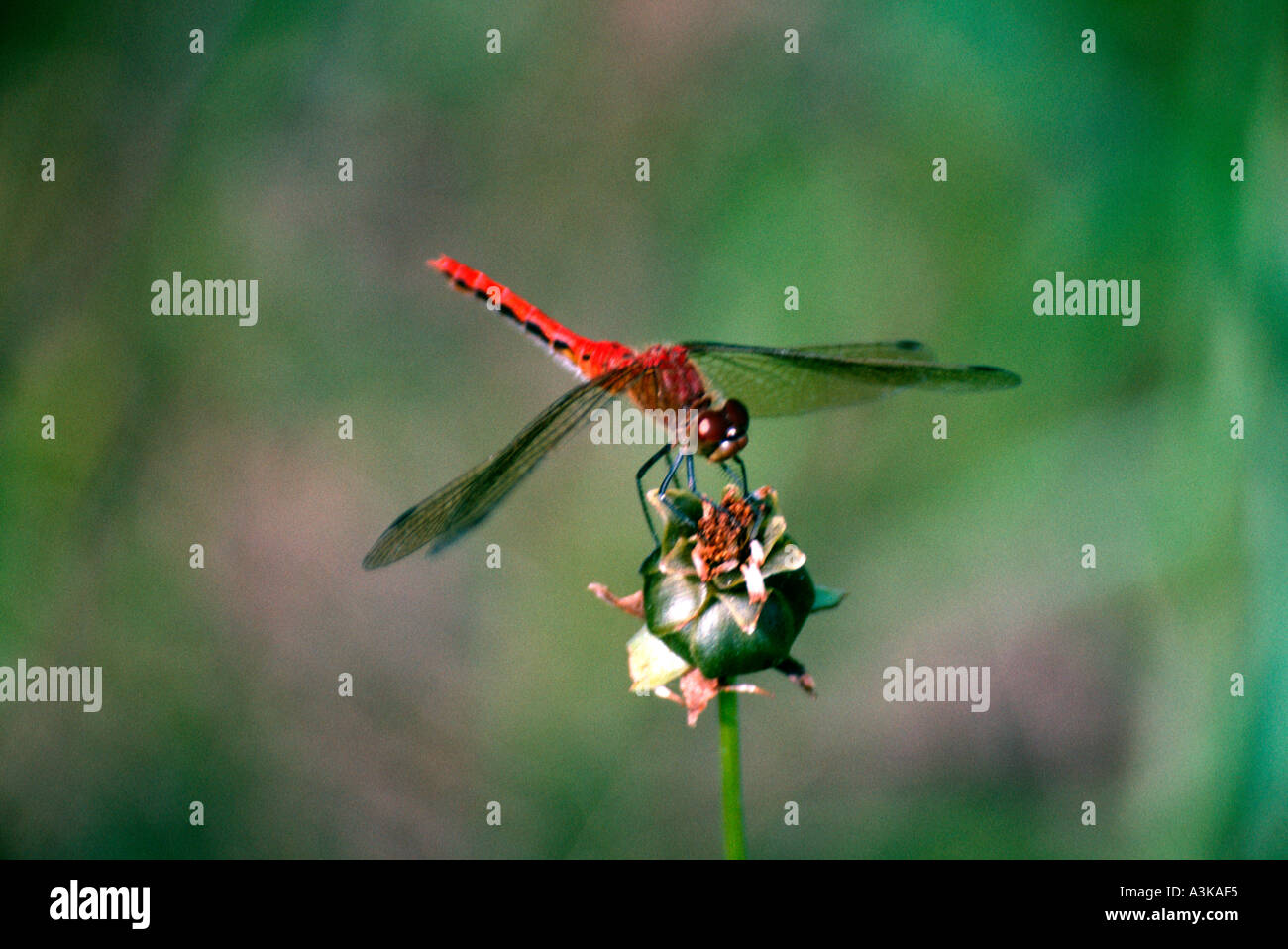 Ruby Meadowhawk Dragonfly Stock Photo