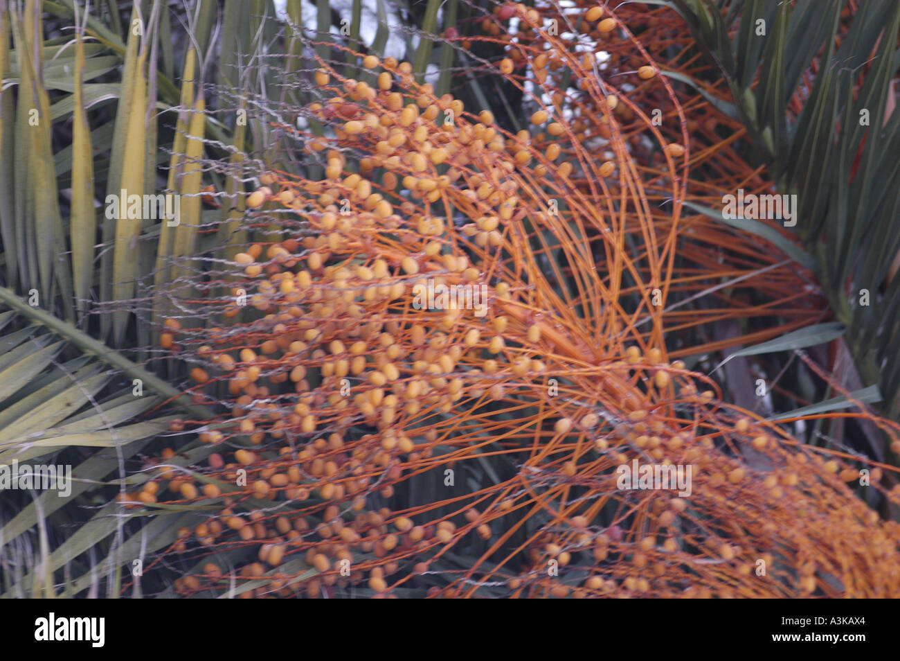 Date Palm Fruit Tree Vegetable fruits healthy fiber Stock Photo Alamy