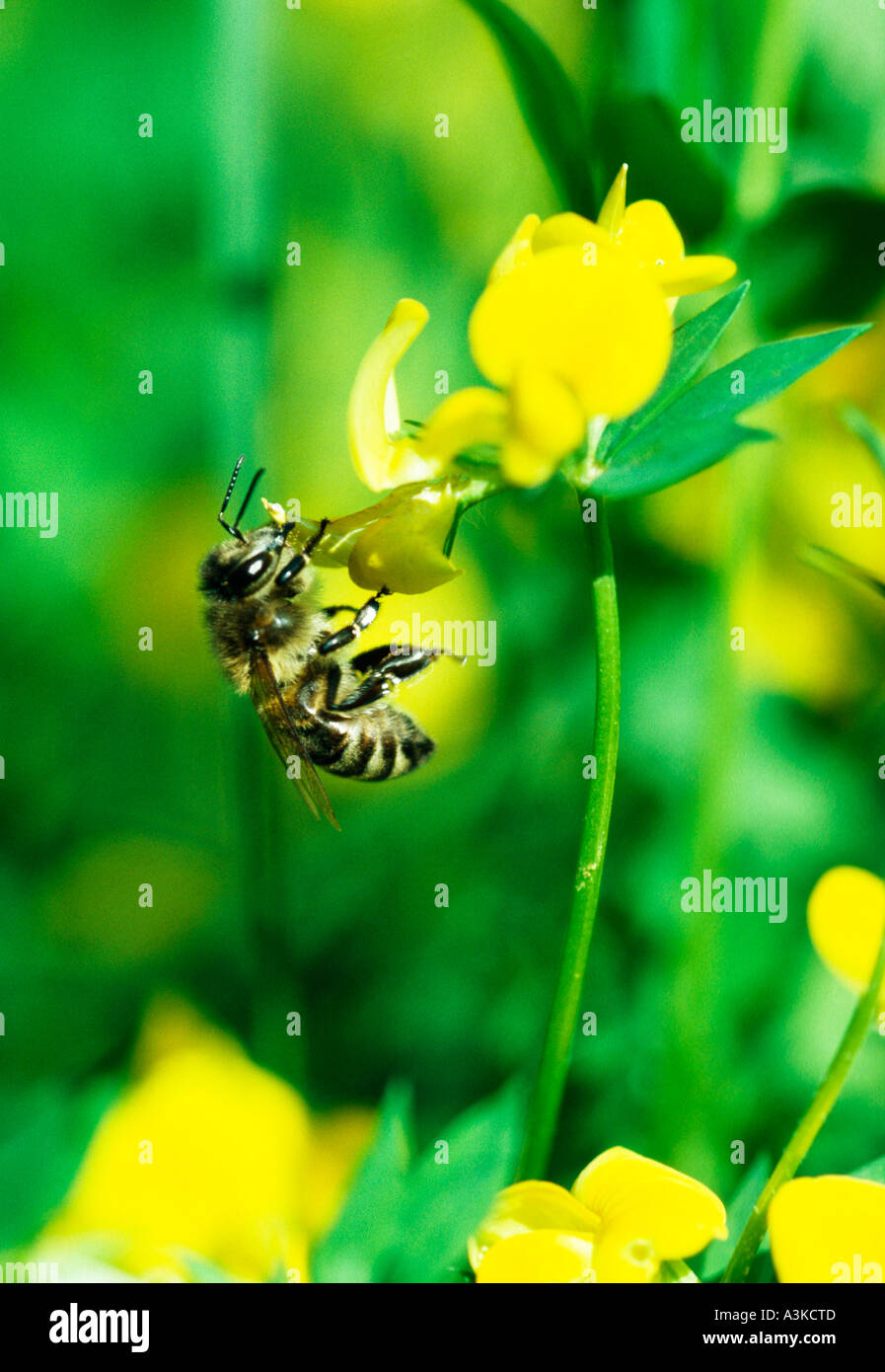 Honeybee Bee (Apis mellifica, Aos melifera) searching for nectar on yellow lotus trefoil (Tetragonolobus maritimus Stock Photo