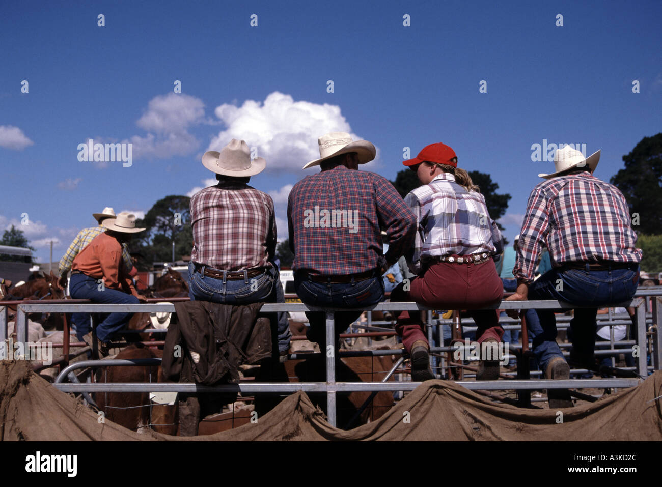 Rodeo. New South Wales, Australia Stock Photo Alamy