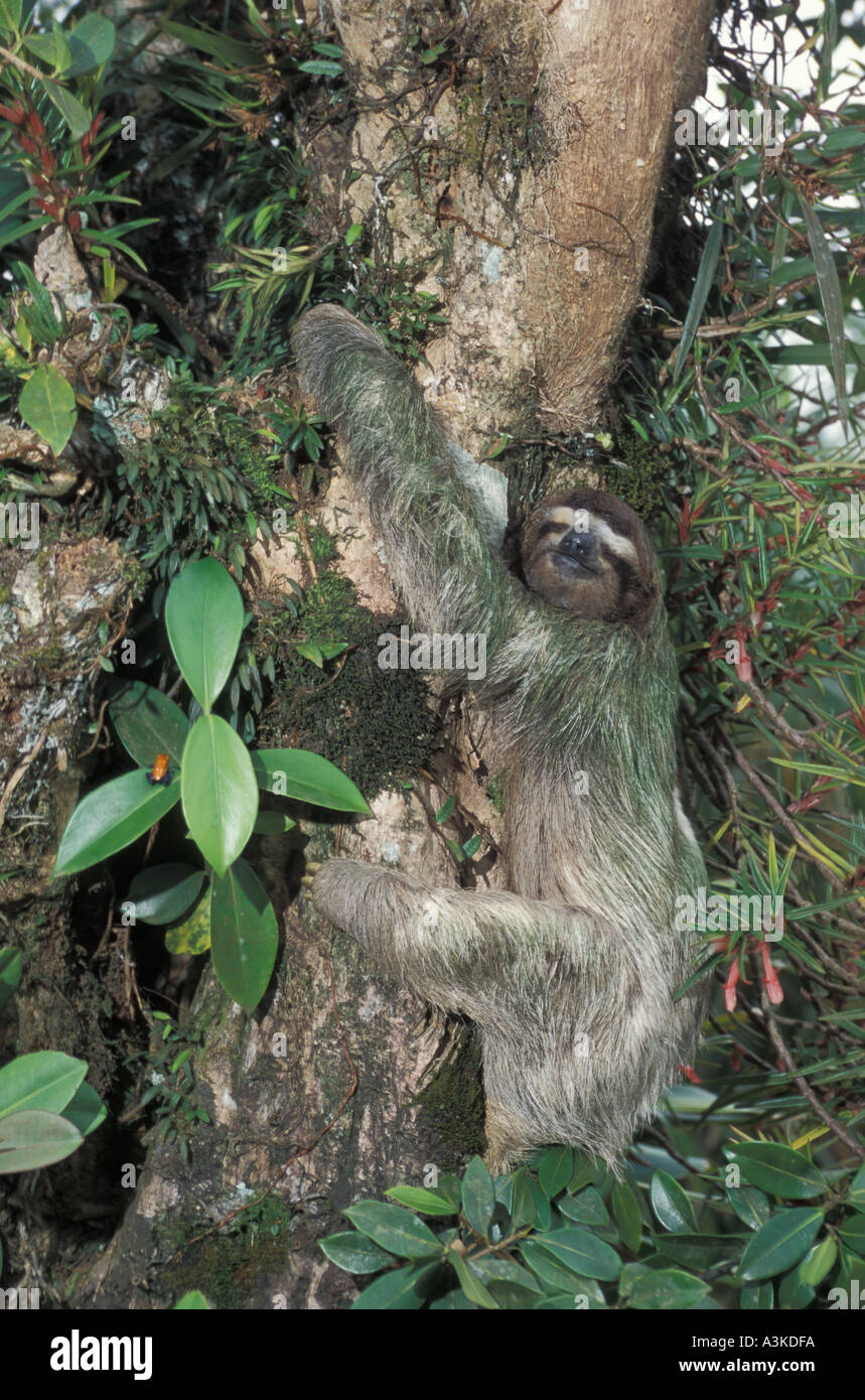 MAMMAL MIXED SPECIES Stock Photo