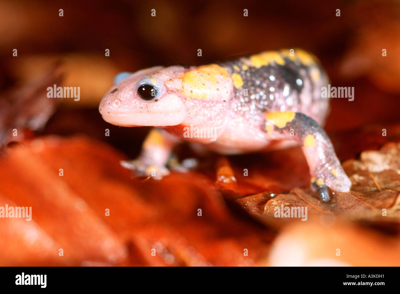 Fire salamander (Salamadra salamandra), albino, Muenster, Nordrhein