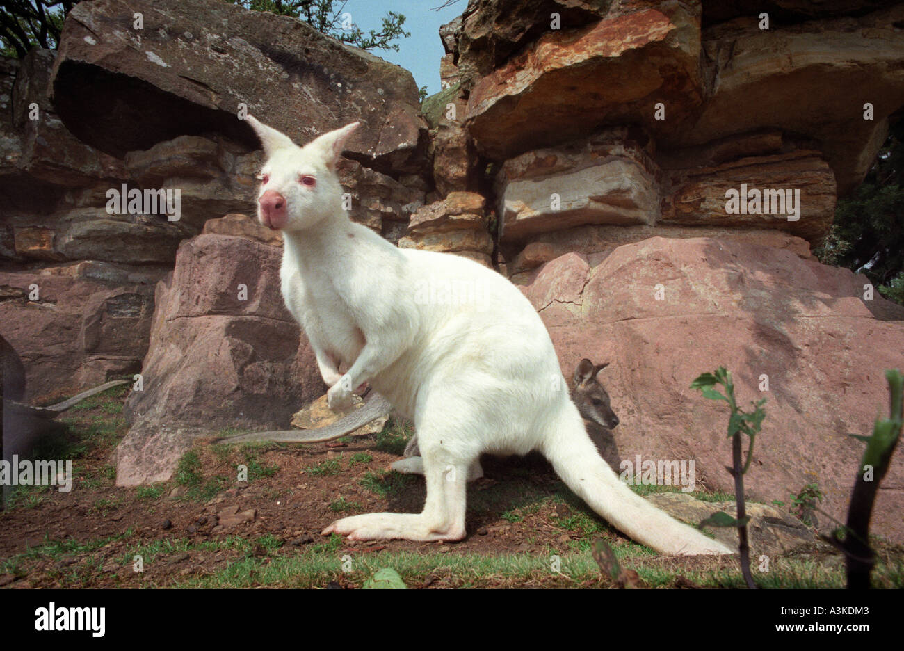 A rare Albino Wallaby at Leonardslee near Horsham West Sussex where ...