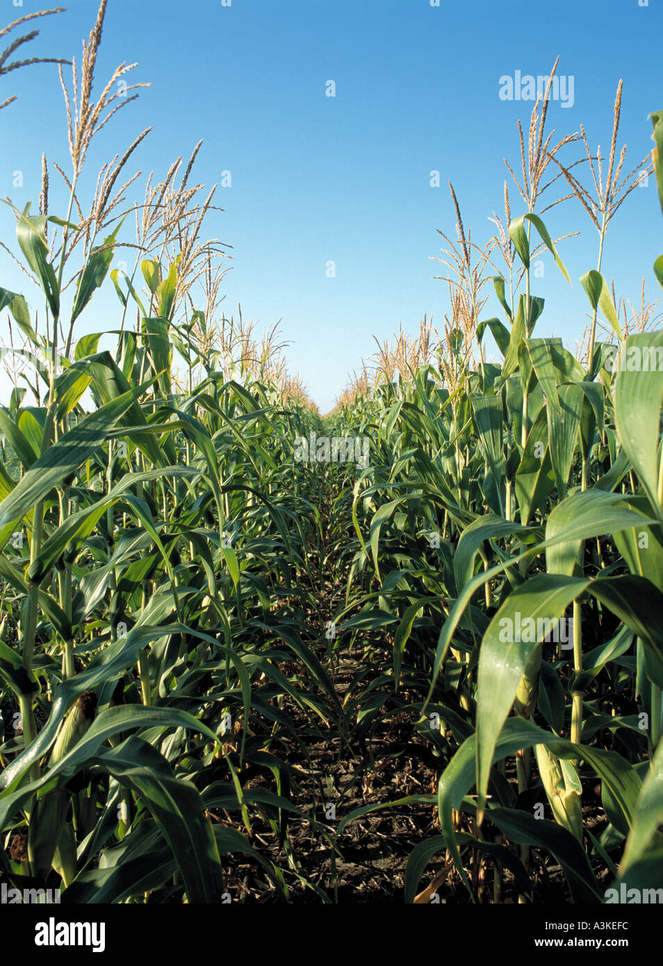 Corn rows hi-res stock photography and images - Alamy