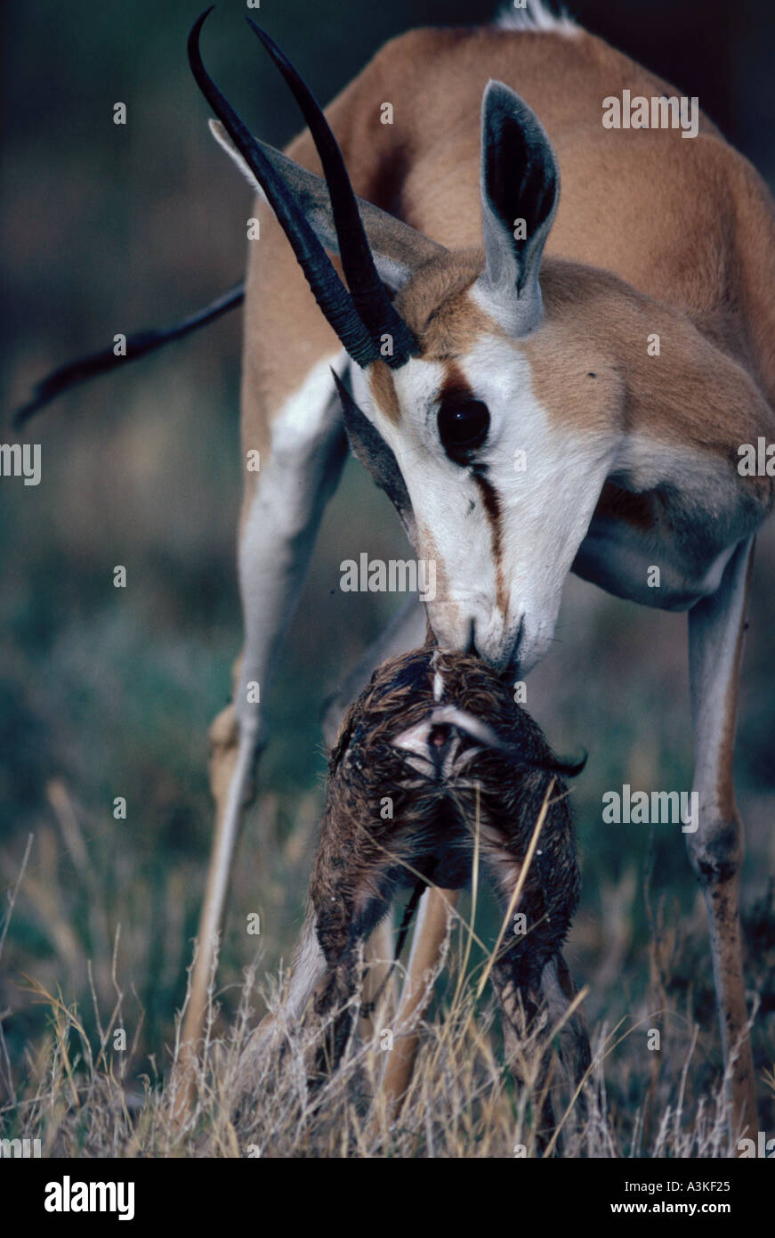 Springbuck Eating Springbuck hi-res stock photography and images - Alamy