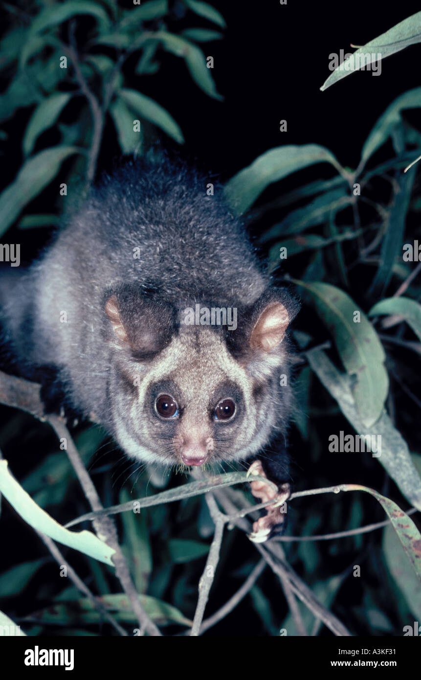 Greater glider hires stock photography and images Alamy