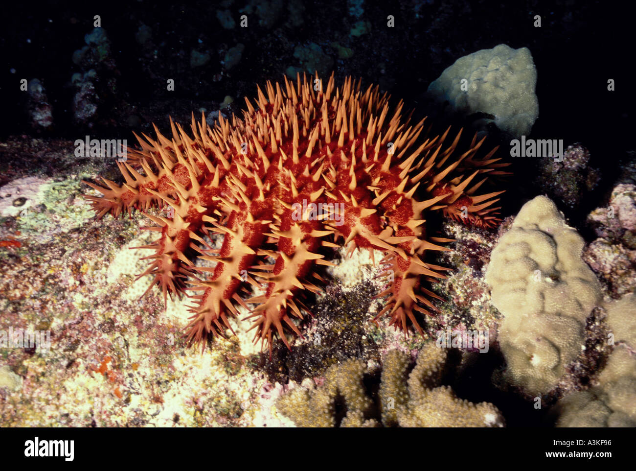 INVERTEBRATE STARFISH Crown of Thorn Stock Photo - Alamy